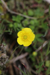 Ranunculus tanguticus