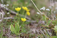 Ranunculus tanguticus