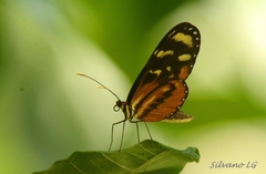 Mechanitis polymnia lycidice