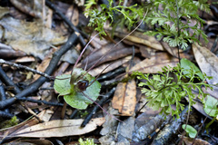 Corybas acuminatus