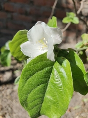 Cydonia oblonga