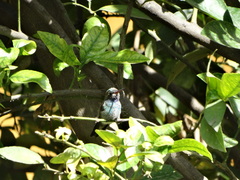 Cynanthus latirostris