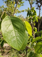 Magnoliopsida