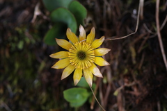 Oxygraphis glacialis