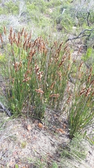 Elegia racemosa