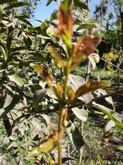 Magnoliopsida