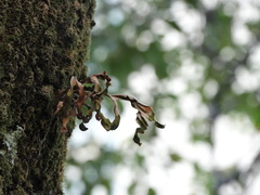 Pleopeltis pleopeltifolia