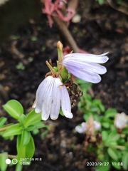 Sclerochiton harveyanus