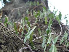 Microgramma squamulosa