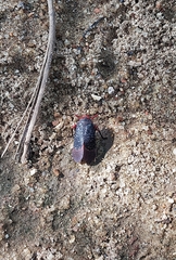 Kalidasa lanata