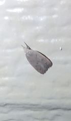 Argyria gonogramma
