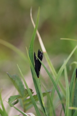 Carex kansuensis