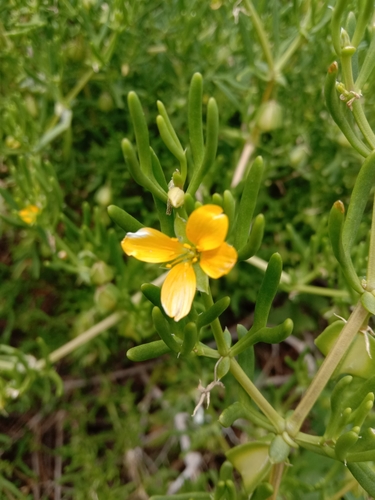 Forked Twinleaf (Roepera confluens)