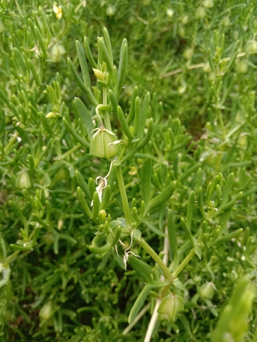 Image of Roepera confluens by (c) Jess Bamford, some rights reserved (CC BY)