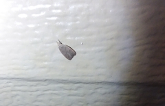 Argyria gonogramma