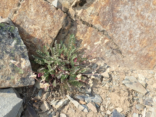 Jacob's-ladder (Polemonium pulcherrimum)