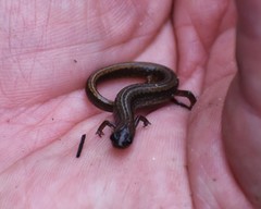 Eurycea quadridigitata