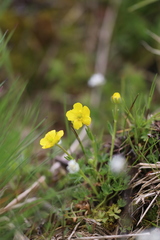 Ranunculus tanguticus