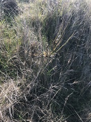 Carmichaelia australis