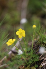 Ranunculus tanguticus