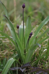 Allium prattii