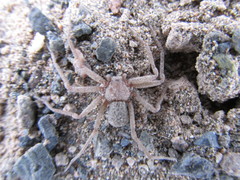 Sicarius thomisoides