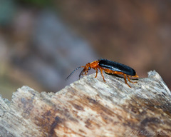 Neopyrochroa flabellata
