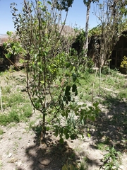 Magnoliopsida