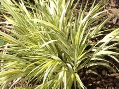 Hakonechloa macra