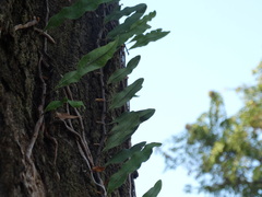 Microgramma squamulosa