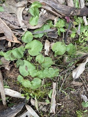 Corybas incurvus