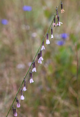Nabalus autumnalis