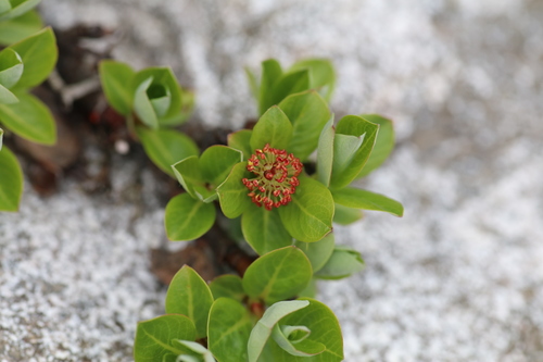 Salix cupularis