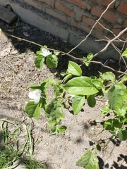 Cydonia oblonga