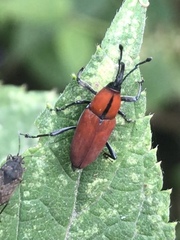 Rhodobaenus sanguineus