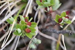 Salix cupularis
