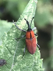 Rhodobaenus sanguineus