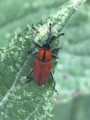 Rhodobaenus sanguineus