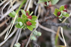 Salix cupularis