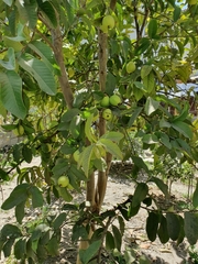Magnoliopsida