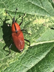 Rhodobaenus sanguineus