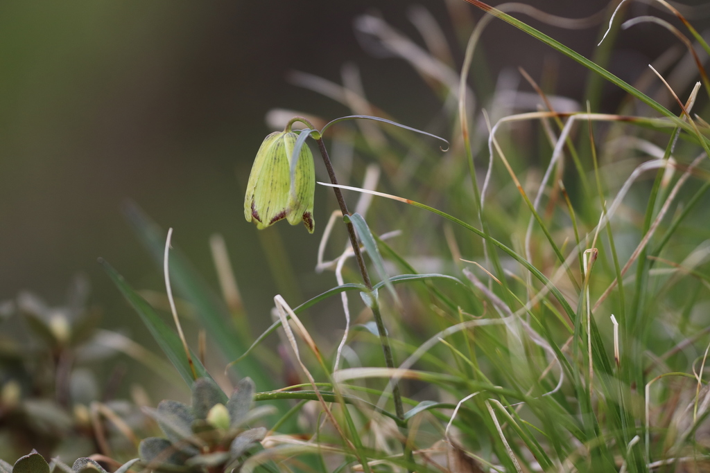 Fritillaria taipaiensis