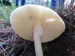 Phalloideae