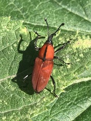 Rhodobaenus sanguineus