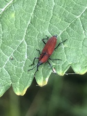 Rhodobaenus sanguineus