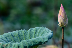 Nelumbo nucifera