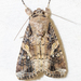 Spodoptera frugiperda - Photo (c) assmann, μερικά δικαιώματα διατηρούνται (CC BY-NC), uploaded by assmann