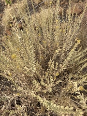 Helichrysum uninervium