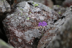 Primula stenocalyx