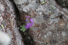 Primula stenocalyx